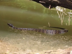Agkistrodon piscivorus