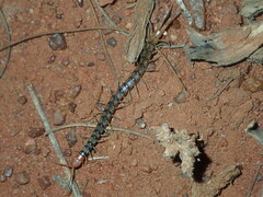 Scolopendra morsitans