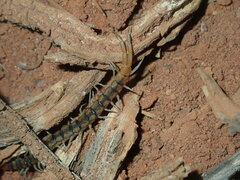 Scolopendra morsitans