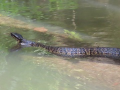 Agkistrodon piscivorus