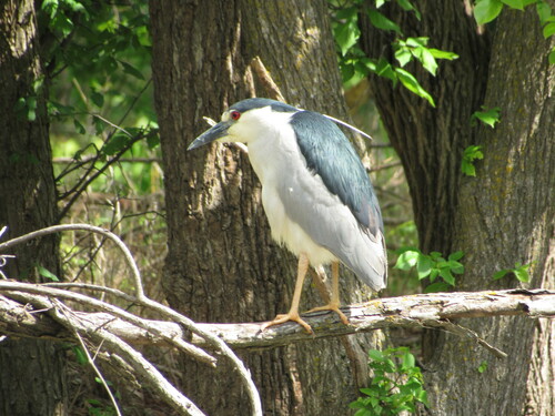 Black-crowned Night Heron photographed in Oklahoma