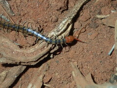 Scolopendra morsitans