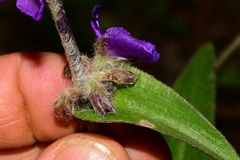 Tradescantia crassifolia