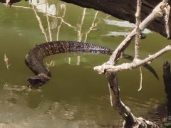 Agkistrodon piscivorus