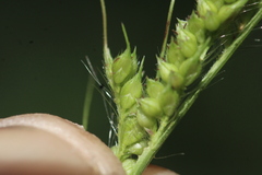 Echinochloa muricata