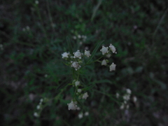 Parthenium hysterophorus