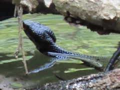 Agkistrodon piscivorus