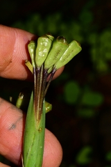 Iridaceae