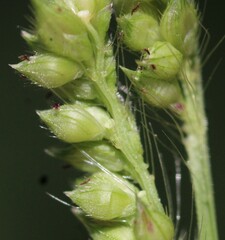 Echinochloa muricata
