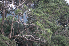 Microcarbo melanoleucos