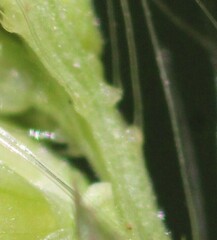 Echinochloa muricata