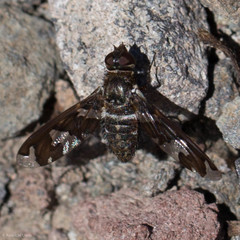 Exoprosopa dorcadion