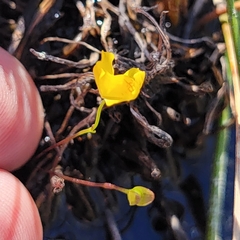 Utricularia gibba
