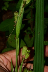 Iridaceae