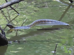 Agkistrodon piscivorus
