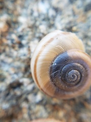 Cahuillus indioensis
