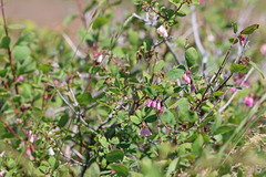Symphoricarpos rotundifolius