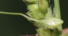 Echinochloa muricata