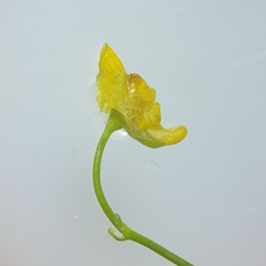 Utricularia gibba