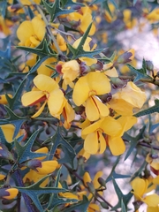 Podolobium ilicifolium