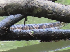 Agkistrodon piscivorus