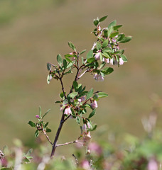 Symphoricarpos rotundifolius