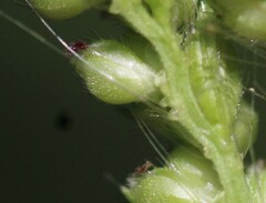 Echinochloa muricata