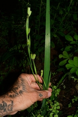 Iridaceae