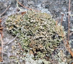 Cladonia apodocarpa