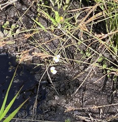 Sagittaria graminea