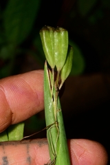 Iridaceae