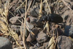 Cicindela longilabris