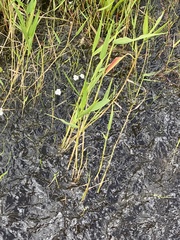 Sagittaria graminea
