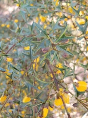 Podolobium ilicifolium