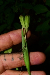 Iridaceae