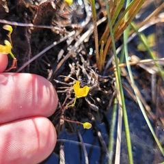 Utricularia gibba