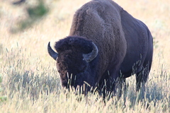 Bison bison
