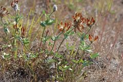 Trifolium macrocephalum