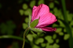 Geranium oaxacanum