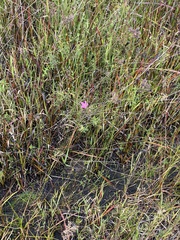 Sabatia grandiflora