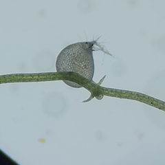 Utricularia gibba