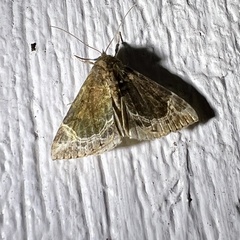 Hypena abalienalis