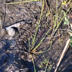 Eleocharis rostellata