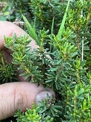 Ericaceae