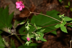 Geranium oaxacanum