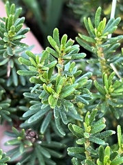 Ericaceae