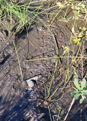 Eleocharis rostellata