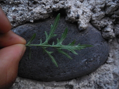 Parthenium hysterophorus