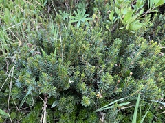 Ericaceae