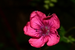 Geranium oaxacanum